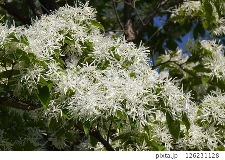 ヒトツバタゴの白い花・2025年4月 ヒトツバタゴの白い花・2025年4月 126231128