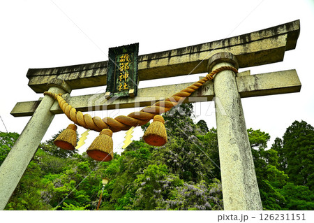 磯部神社 山藤 富山県 磯部神社 山藤 富山県 126231151