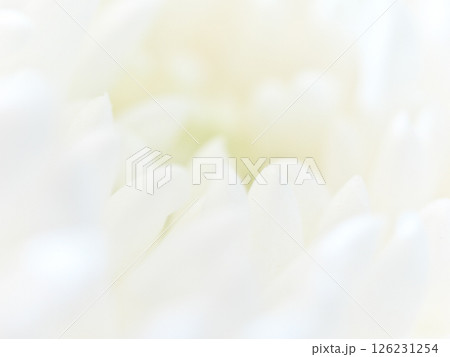 仏花(菊、シマカンギク) 仏花(菊、シマカンギク) 126231254