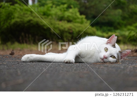 カメラ目線の白キジ猫 カメラ目線の白キジ猫 126231271