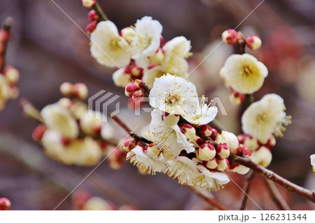 梅の花（大宰府・福岡） 126231344