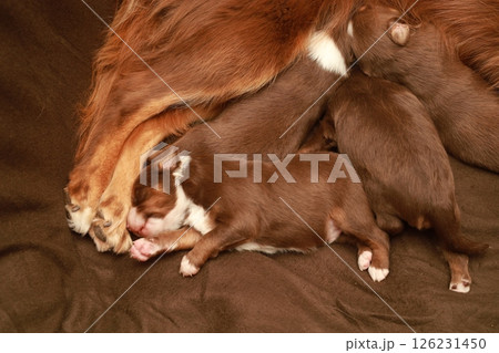 A mother dog is nursing her puppies 126231450