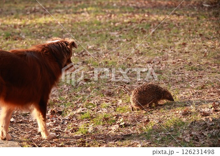 Dog is walking in a field and looking at a small animal 126231498