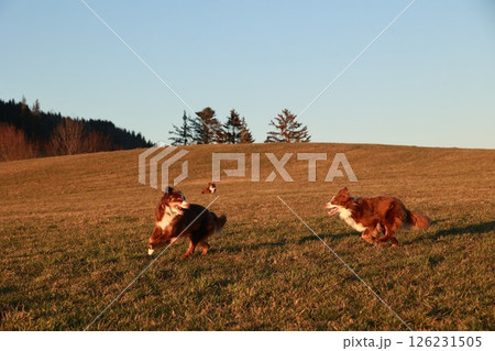 Two dogs are running in a field with a beautiful blue sky in the background Two dogs are running in a field with a beautiful blue sky in the background 126231505