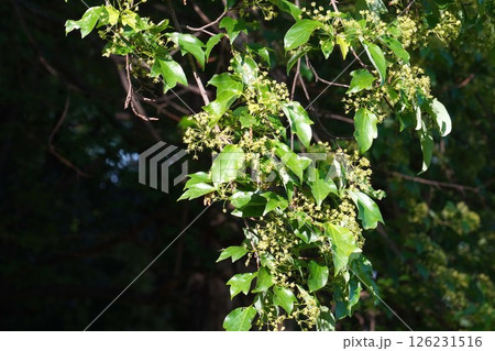 トウカエデの花・2025年4月　 126231516