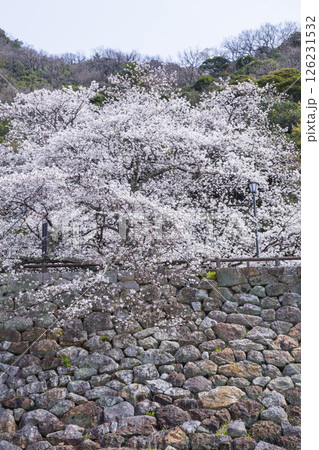 久松公園の満開の桜 鳥取県 久松公園 久松公園の満開の桜 鳥取県 久松公園 126231532