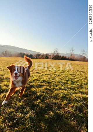 Brown and white dog is running in a field 126231556