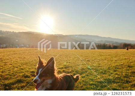 Dog is laying in a field with the sun shining on it 126231573