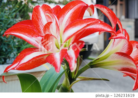 美しいアマリリス 美しいアマリリス 126231619