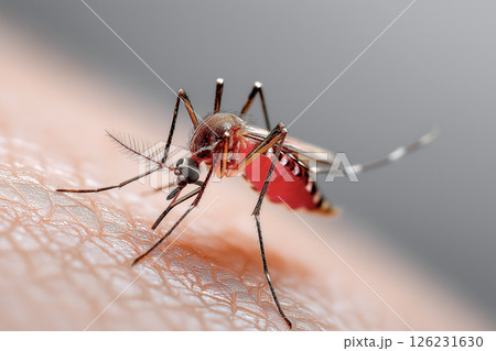 蚊が人の肌を刺して吸血する瞬間のマクロ写真。夏の虫刺されイメージ 126231630