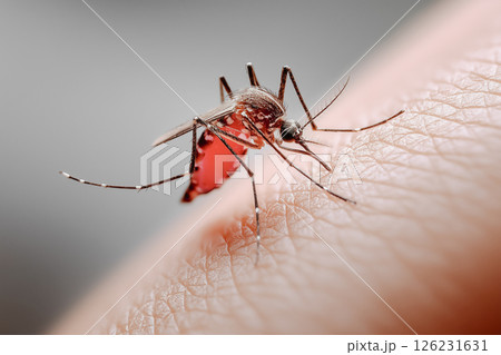 人物の肌から血を吸う蚊。夏の虫刺されイメージ 126231631