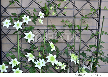 ツル性植物　クレマチス  白万重 126231798