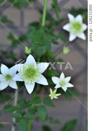 ツル性植物　クレマチス  白万重 126231800
