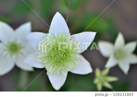 ツル性植物　クレマチス  白万重 126231805