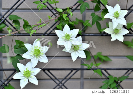 ツル性植物 クレマチス 白万重 ツル性植物 クレマチス 白万重 126231815