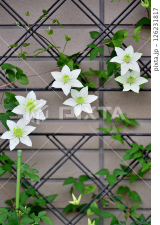 ツル性植物 クレマチス 白万重 ツル性植物 クレマチス 白万重 126231817
