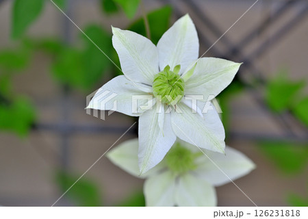 ツル性植物 クレマチス 白万重 ツル性植物 クレマチス 白万重 126231818