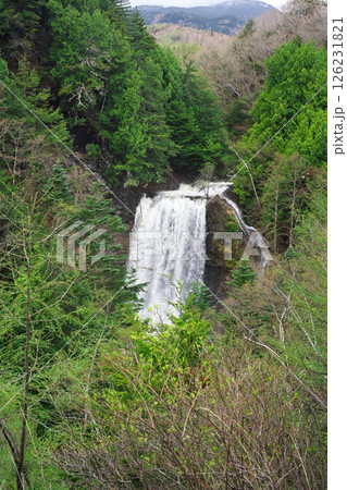 春の乗鞍高原　新緑に包まれた善五郎の滝 126231821