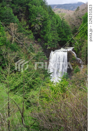 春の乗鞍高原　新緑に包まれた善五郎の滝 126231823