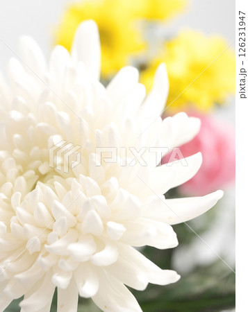 仏花(菊、シマカンギク、カーネーション) 仏花(菊、シマカンギク、カーネーション) 126231947