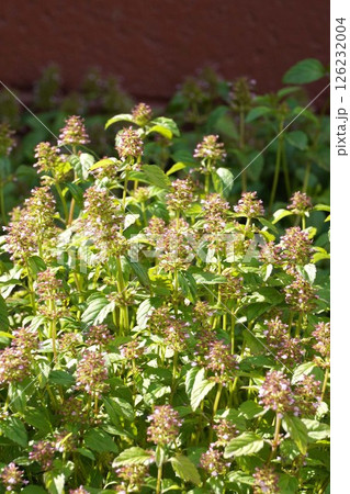 トウバナ・2025年4月 126232004