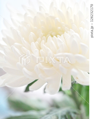 仏花(菊、シマカンギク) 126232170