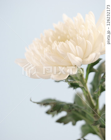 仏花(菊、シマカンギク) 仏花(菊、シマカンギク) 126232173