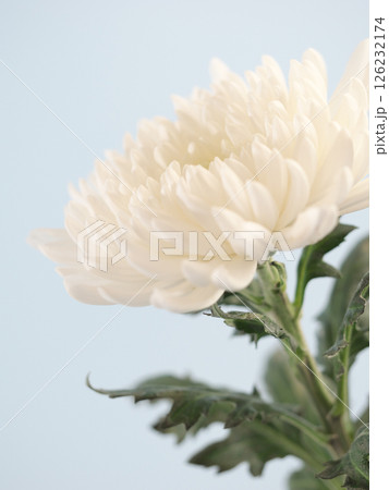 仏花(菊、シマカンギク) 仏花(菊、シマカンギク) 126232174