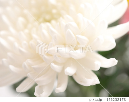 仏花(菊、シマカンギク、カーネーション) 仏花(菊、シマカンギク、カーネーション) 126232178