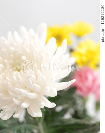 仏花(菊、シマカンギク、カーネーション) 仏花(菊、シマカンギク、カーネーション) 126232186