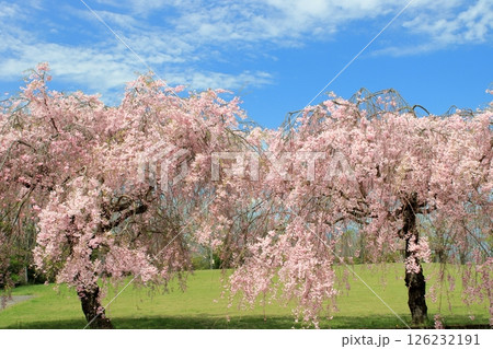満開のシダレザクラ 126232191