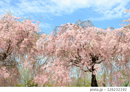 満開のシダレザクラ 126232192