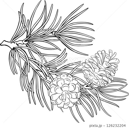 Pine Branch with Cones and Needles Outline Illustration. Organic natural nutritional healthy food ingredient, vegetarian diet product. Pine Branch with Cones and Needles Outline Illustration. Organic natural nutritional healthy food ingredient, vegetarian diet product. 126232204
