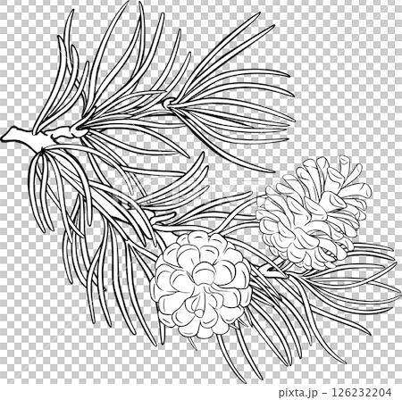 Pine Branch with Cones and Needles Outline Illustration. Organic natural nutritional healthy food ingredient, vegetarian diet product. Pine Branch with Cones and Needles Outline Illustration. Organic natural nutritional healthy food ingredient, vegetarian diet product. 126232204