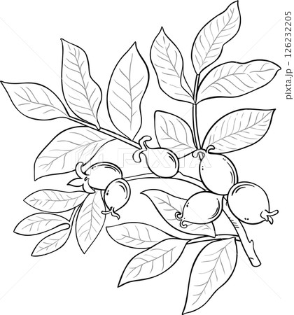 Walnut Branch Outline Illustration. Walnut Branch Outline Illustration. 126232205