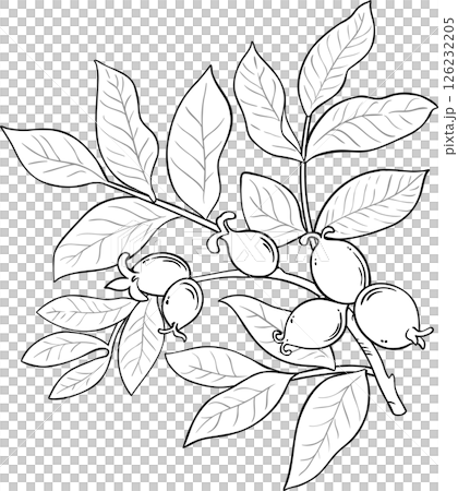 Walnut Branch Outline Illustration. Walnut Branch Outline Illustration. 126232205