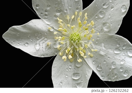 雨に濡れたキンポウゲ科イチリンソウの白い花 126232262