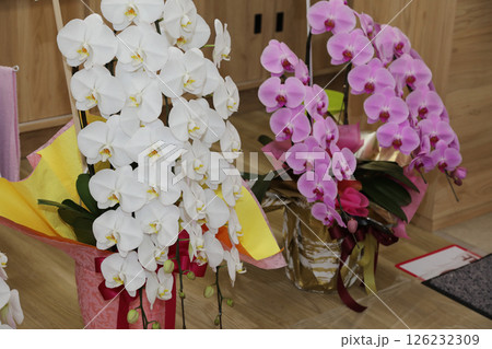 病院の開院祝い花 126232309