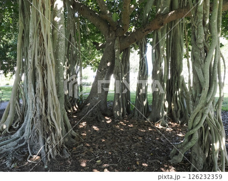 クィーンズ・パークのオーストラリアン・バンヤン　ロックハンプトン　オーストラリア 126232359