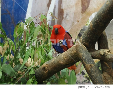 Rockhampton Agricultural Showで見たヒインコ Rockhampton Agricultural Showで見たヒインコ 126232360