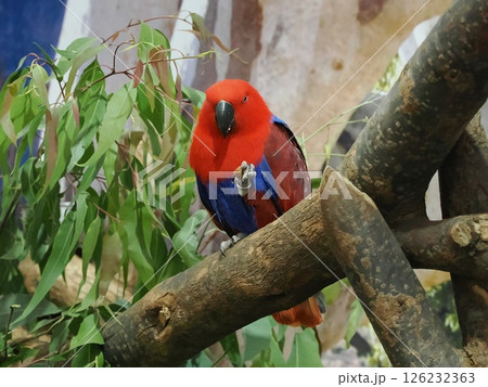 Rockhampton Agricultural Showで見たヒインコ Rockhampton Agricultural Showで見たヒインコ 126232363