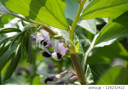 ソラマメの花 126232422