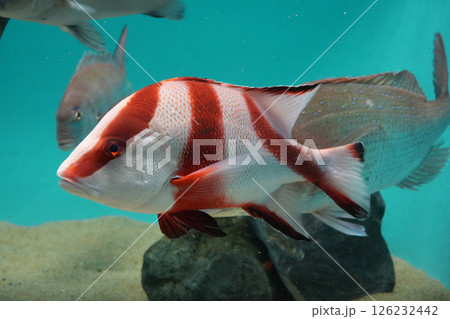 センネンダイ センネンダイ 126232442