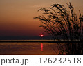 夕日が照らす植物のシルエット 126232518