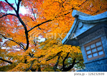 関東・紅葉の大山詣り・大山阿夫利神社の下社のイメージ、境内の灯籠と美しい紅葉・神奈川県伊勢原市(1) 126232699