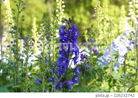デルフィニウムの花・2025年4月 デルフィニウムの花・2025年4月 126232742
