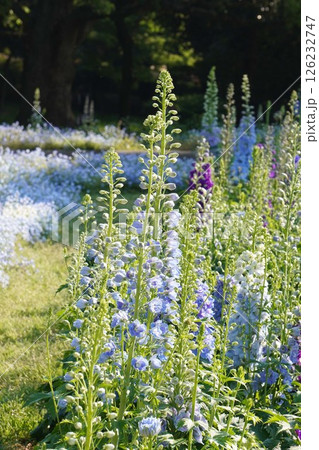 デルフィニウムの花・2025年4月 126232747