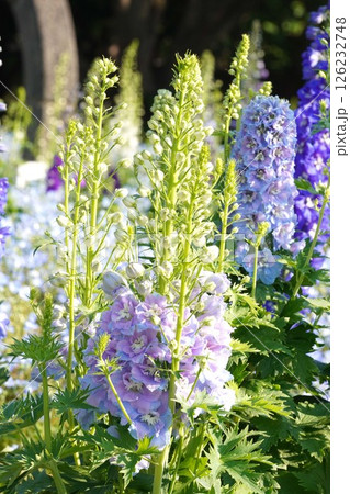 デルフィニウムの花・2025年4月 126232748