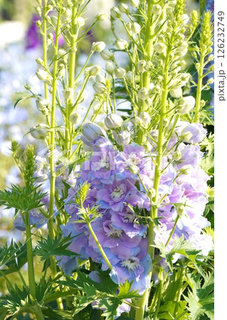 デルフィニウムの花・2025年4月 デルフィニウムの花・2025年4月 126232749