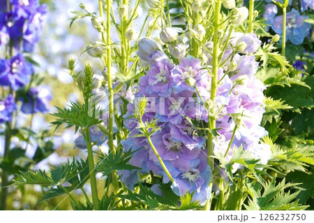 デルフィニウムの花・2025年4月 126232750